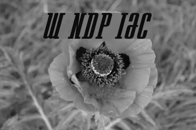 Westminster NDP Italic Font examples