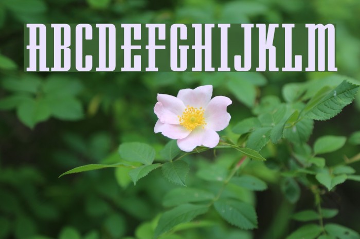 Westminster NDP Font examples