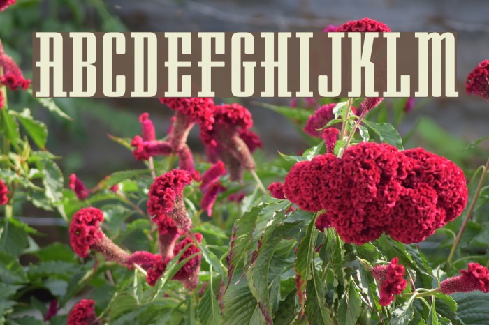 Westminster NDP Font examples