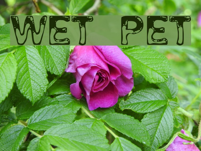 Wet Pet Font examples