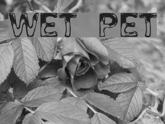 Wet Pet Schriftart examples