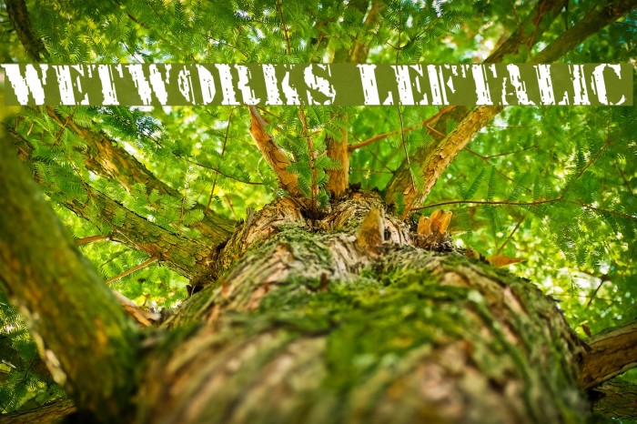 Wetworks Leftalic Example 2