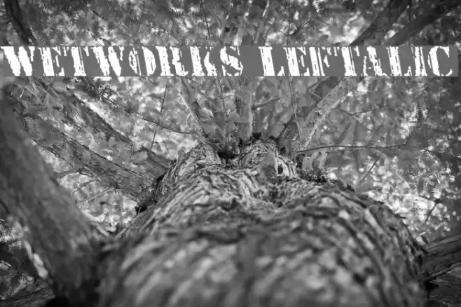 Wetworks Leftalic Font examples