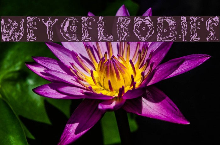 WeygelBodies Font examples