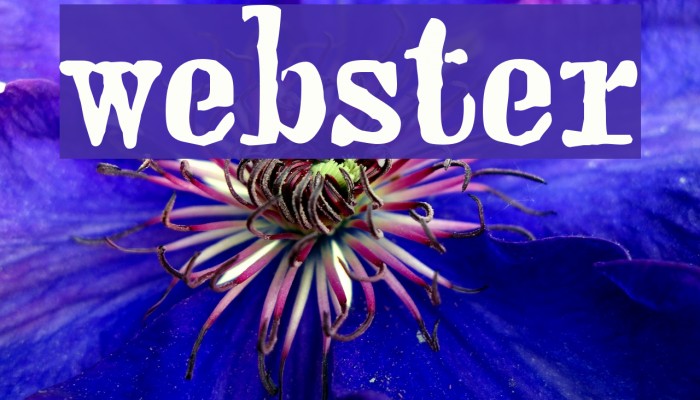 webster Font examples