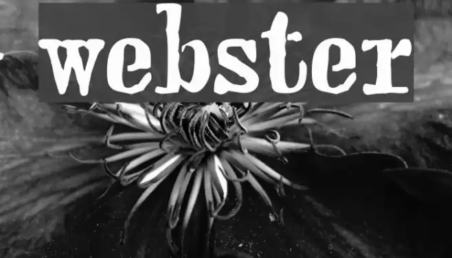 webster Шрифта examples