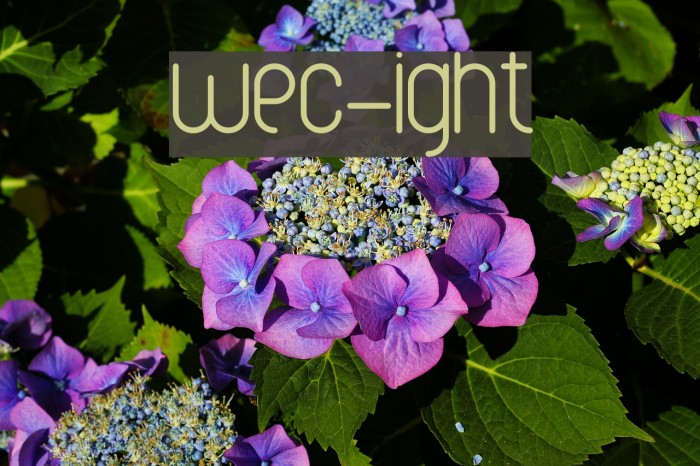 wec-Light Font examples