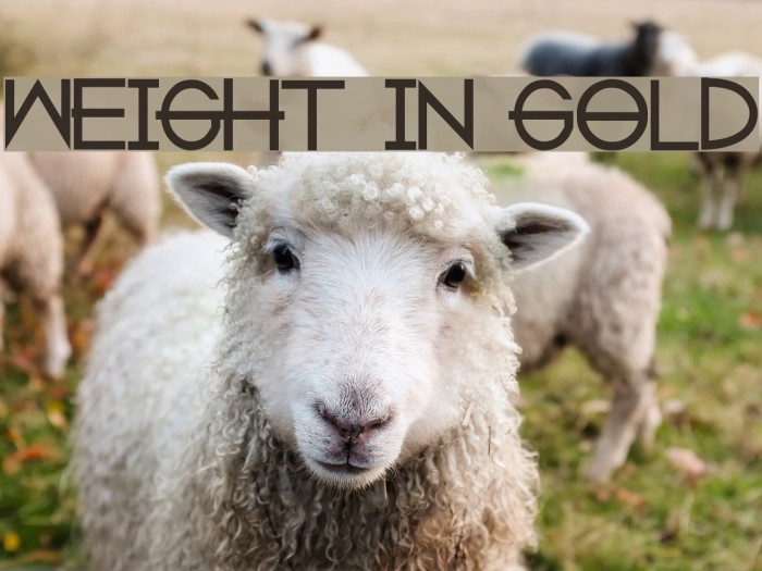 weight in gold Font examples