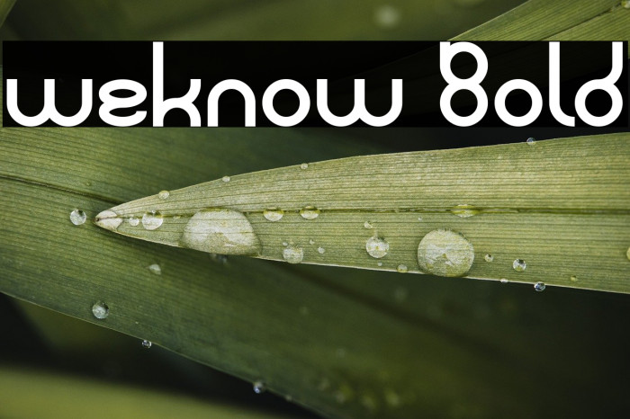 weknow Bold Example 3