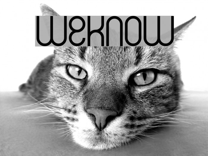weknow Font examples