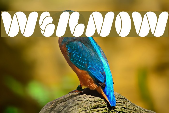 weknow Font examples
