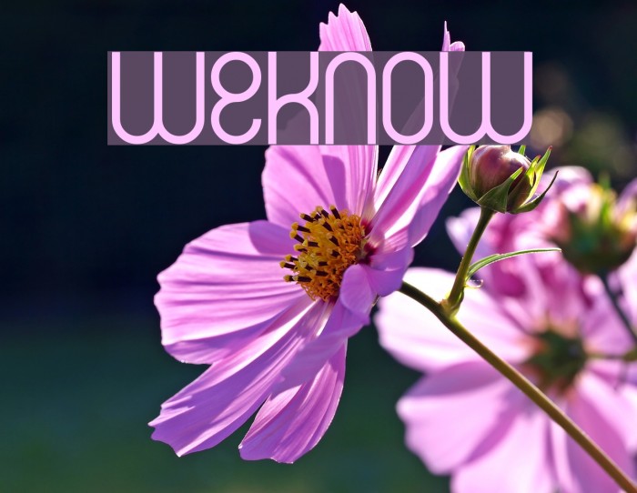 weknow Font examples