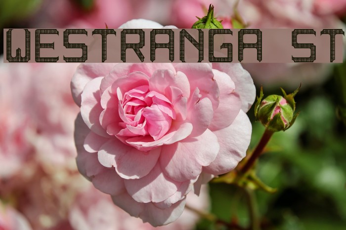 westranga st Font examples