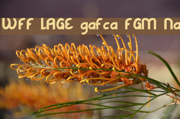 WFF LAGE grafica FGM Normal Font examples