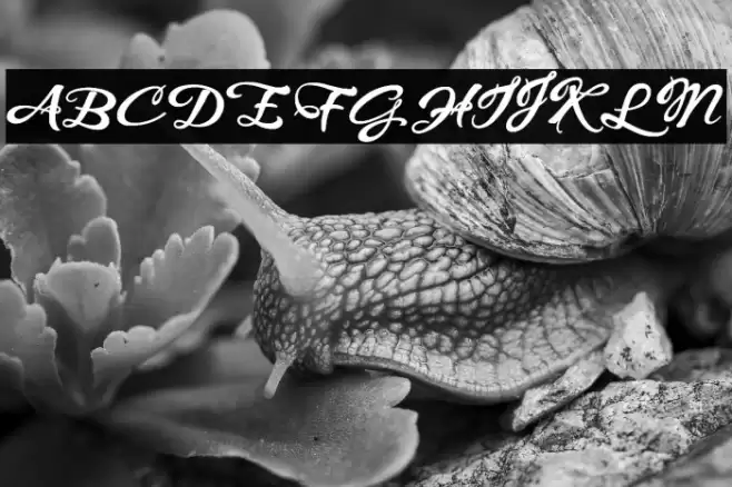 WHISPERS CALLIGRAPHY_DEMO_sinuous_BOLD Font examples