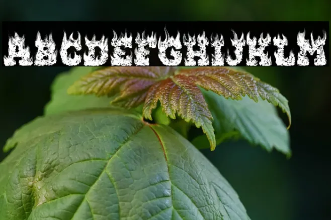 WHO IS HOT Regular Example 2