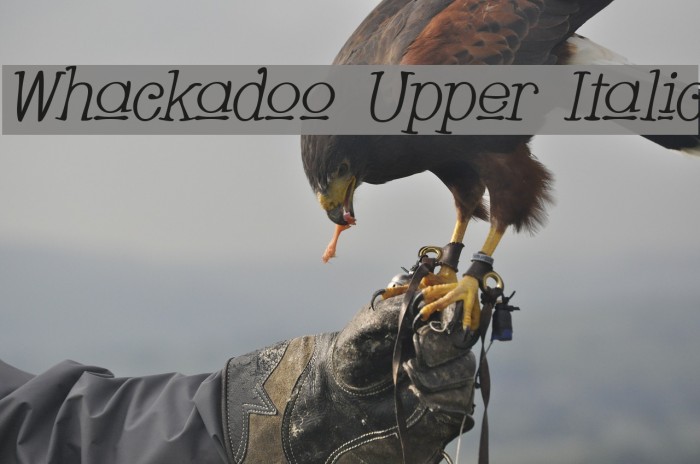 Whackadoo Upper Italic Font examples