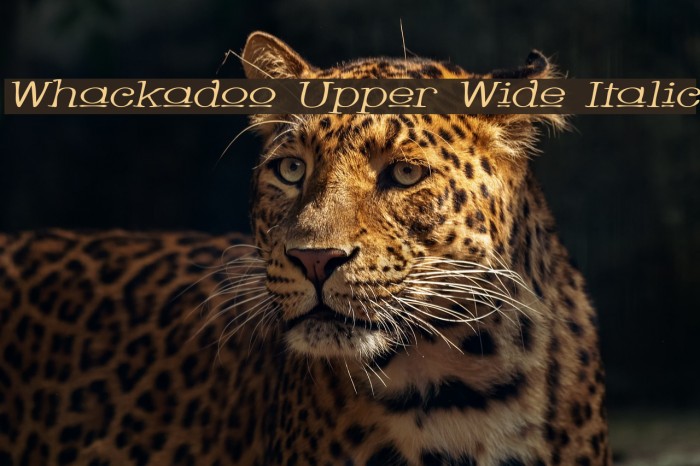 Whackadoo Upper Wide Italic Font examples