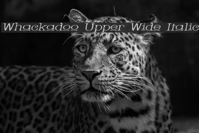 Whackadoo Upper Wide Italic Fuentes examples