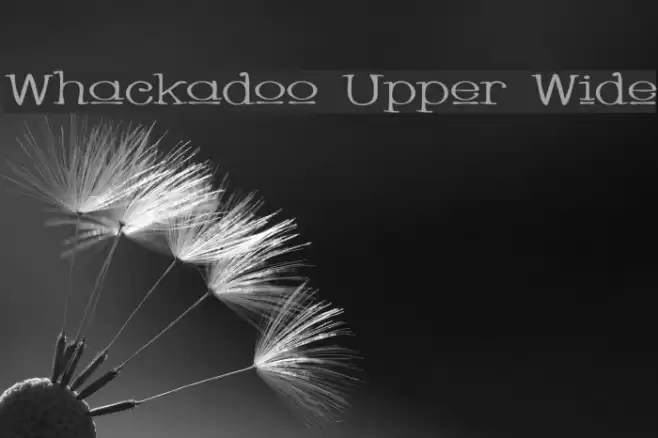 Whackadoo Upper Wide Font examples