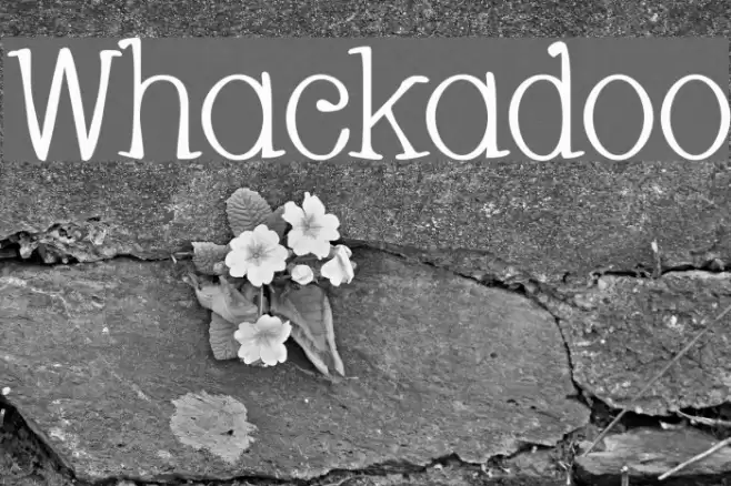 Whackadoo Font examples