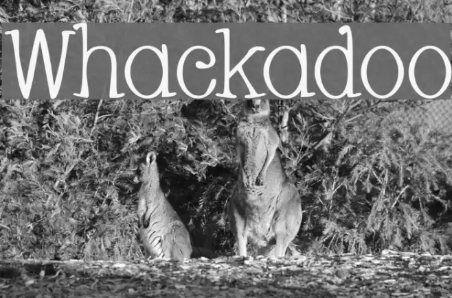 Whackadoo Font examples