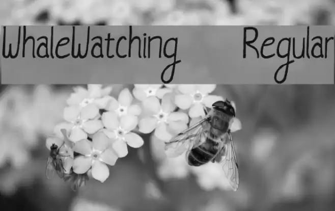 WhaleWatching-Regular Font examples