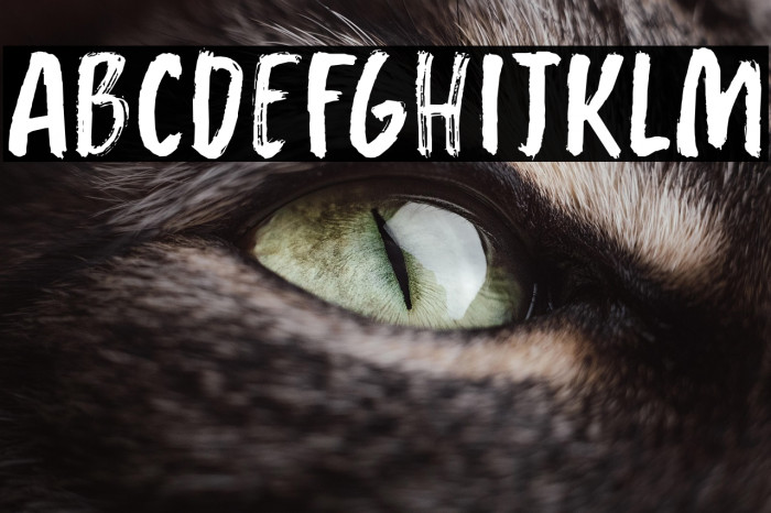 Whalebone DEMO Regular Example 1