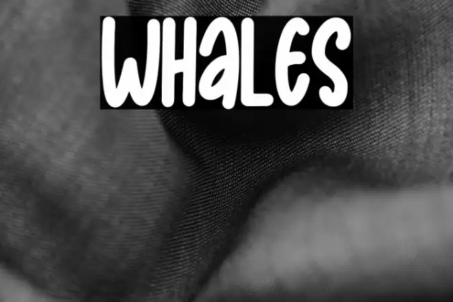 Whales Шрифта examples