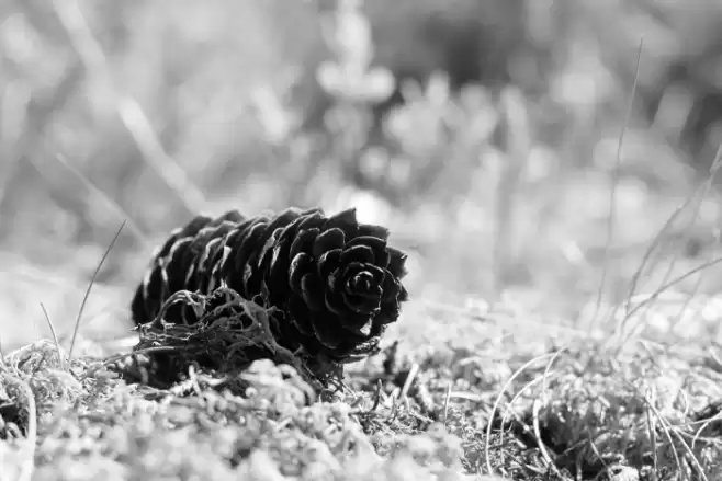 What a Hoot! Font examples