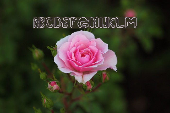 What a pity Regular Font examples