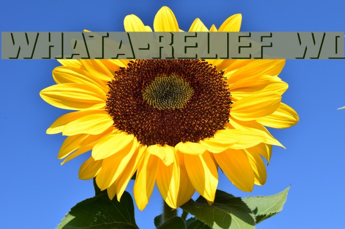 WhatA-Relief Wd Font examples