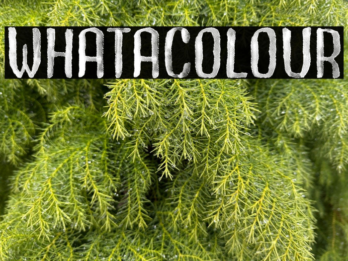 Whatacolour Example 2