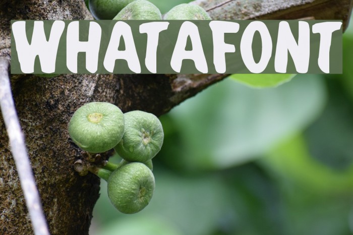 Whatafont Font examples