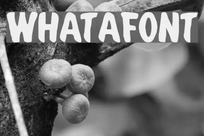 Whatafont Font examples