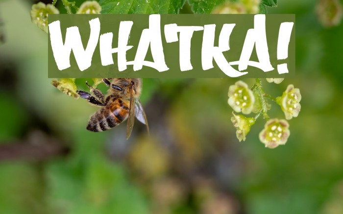 Whatka! Font examples
