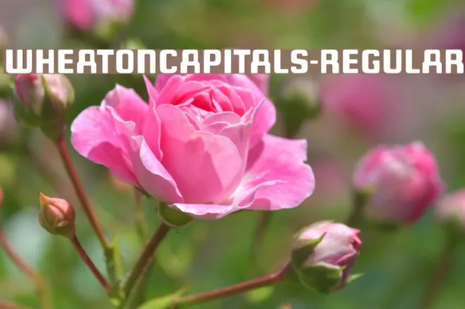 WheatonCapitals-Regular Example 3
