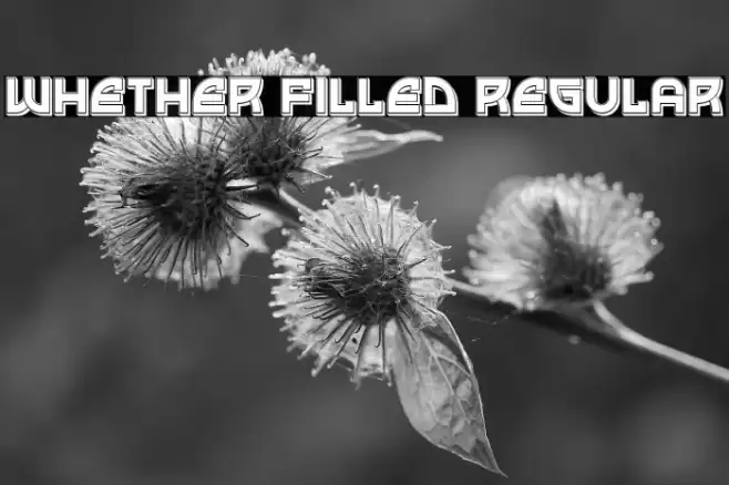 Whether Filled Regular Font examples