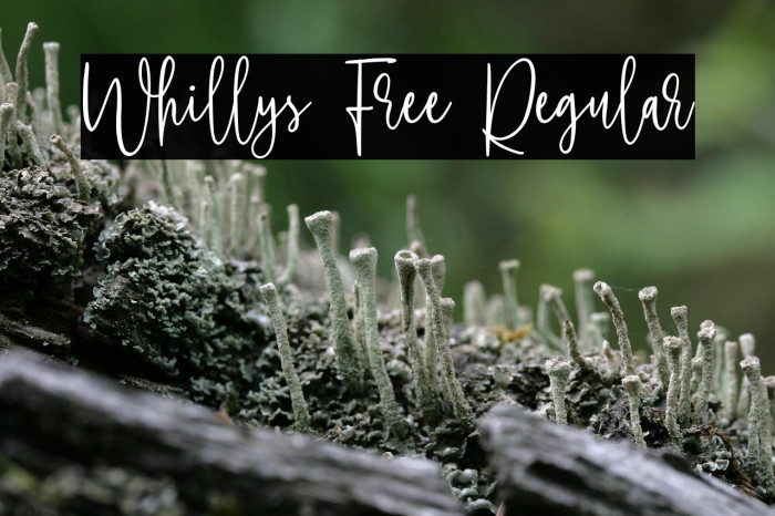 Whillys Free Regular Example 3