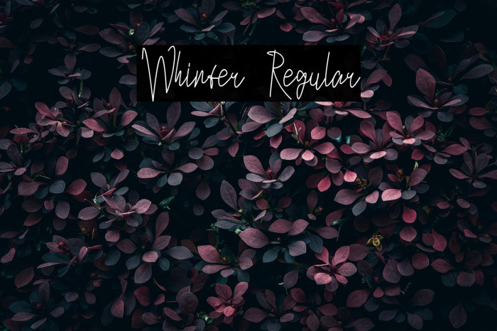 Whinter Regular Example 1