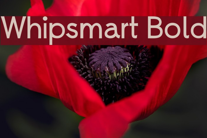 Whipsmart Bold Font examples
