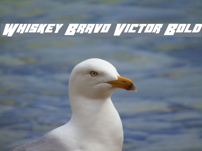 Whiskey Bravo Victor Bold Font examples
