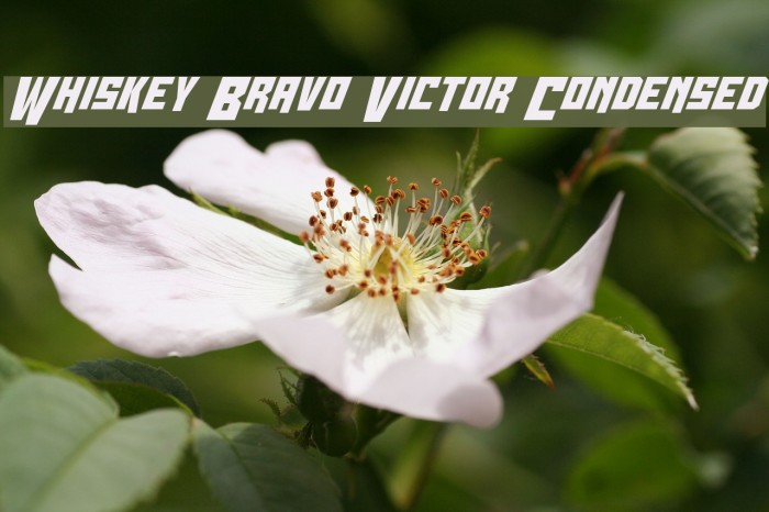 Whiskey Bravo Victor Condensed Font examples