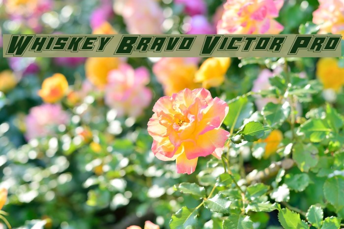Whiskey Bravo Victor Pro Example 2
