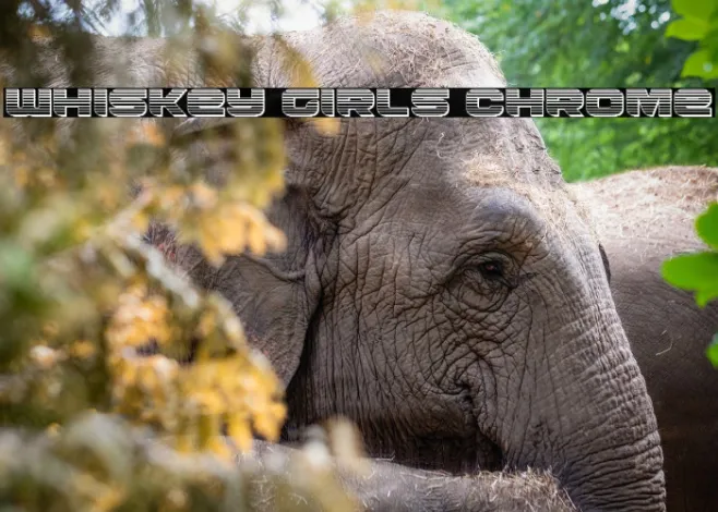 Whiskey Girls Chrome Example 3