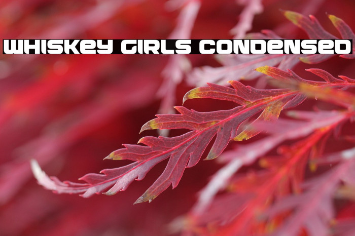 Whiskey Girls Condensed Example 2