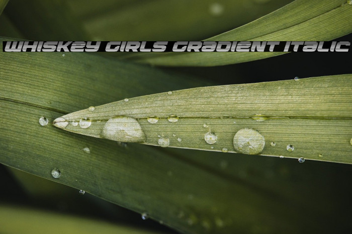 Whiskey Girls Gradient Italic Example 3