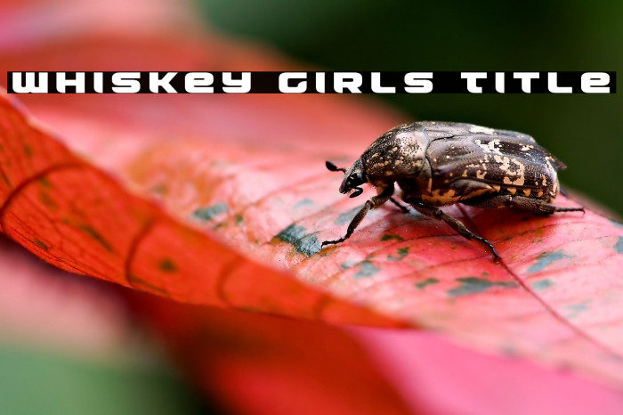 Whiskey Girls Title Example 1