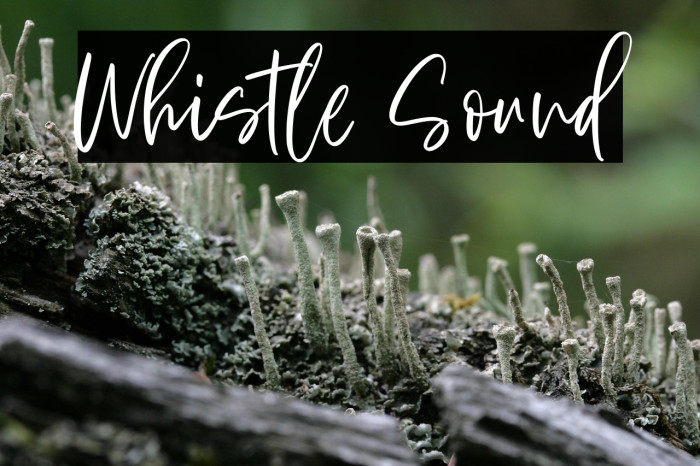 Whistle Sound Example 2