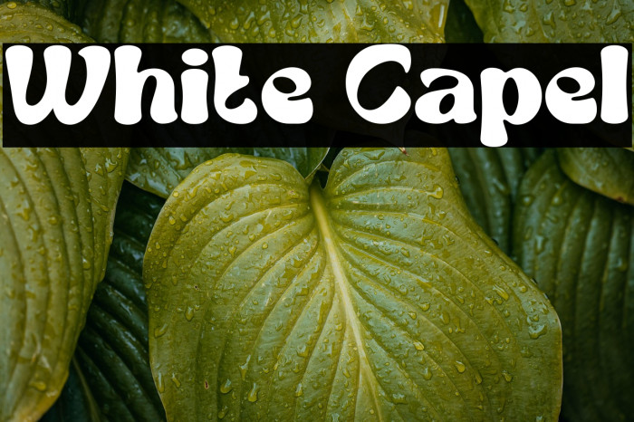 White Capel Example 3